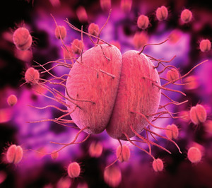 Neisseria gonorrhoeae