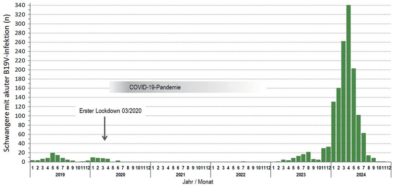 Abb. 1   Anzahl der im Labor Enders diagnostizierten akuten Parvovirus B19-Infektionen bei Schwangeren zwischen 2019 und 2024