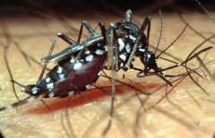 Abb. 1   Aedes albopictus, der Hauptvektor von CHIKV