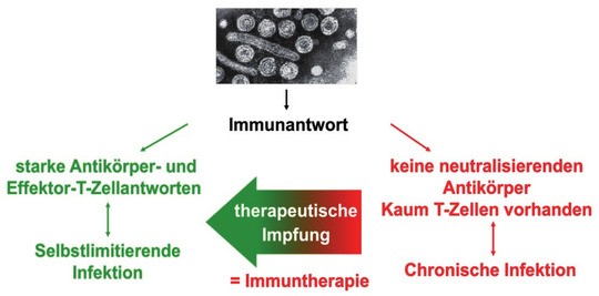 Abb. 2  Wirkungsweise einer therapeutischen Vakzine für die chronische Hepatitis B
