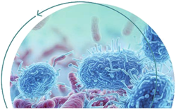 Fortbildungskurse der Akademie für Infektionsmedizin 