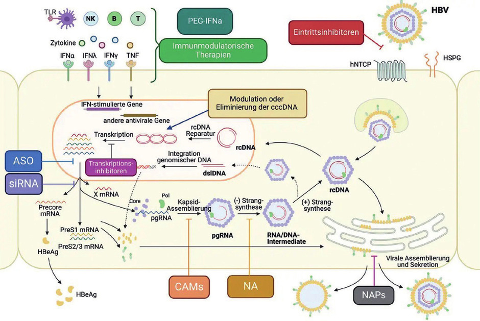 Abb. 1 HBV-Lebenszyklus und Hauptziele therapeutischer Ansätze (adaptiert nach 5). Abkürzungen: ASO, Antisense Oligonukleotide; B, B-Zellen; cccDNA, kovalent geschlossene zirkuläre DNA; CAMs, Capsid-Assembly-Modulatoren; dslDNA, doppel- strängige lineare DNA; HBV, Hepatitis-B-Virus; hNTCP, humanes Natrium-Taurocholat- Cotransport- Polypeptid; HSPG, Heparansulfat-Proteoglykan; IFN, Interferon; NA, Nukleos(t)idanaloga; NAP, Nukleinsäurepolymere; NK, natürliche Killerzellen; PEG-IFNa, pegyliertes Interferon-alfa; pgRNA, prägenomische RNA; rcDNA, relaxierte zirkuläre DNA; siRNA, small interfering RNA; T, T-Zellen; TNF, Tumornekrosefaktor; TLR, Toll- like-Rezeptor Grafik: Yin-Hang Chou, Prof. Dr. M. Cornberg, Hannover. Die Abbildung wurde mit biorender.com erstellt.