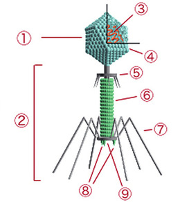 Abb 1 Die am häufigsten vorkom- menden Phagen besitzen neben dem Kapsid noch ein Schwanzsegment, das verschiedene Formen und Größen haben kann. 1 Kopf, 2 Schwanz, 3 Nukleinsäure (DNA), 4 Kapsid, 5 Kragen, 6 Scheide, 7 Schwanzfiber, 8 Spikes, 9 Basis