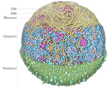 Mycoplasma genitalium