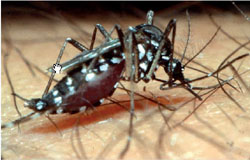 Chikungunya